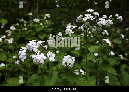 Lunaria rediviva, honnêteté vivaces Banque D'Images