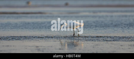 Aigrette neigeuse (Egretta thula), plumage nuptial, San Carlos Bay, plage de Bunche préserver, en Floride Banque D'Images