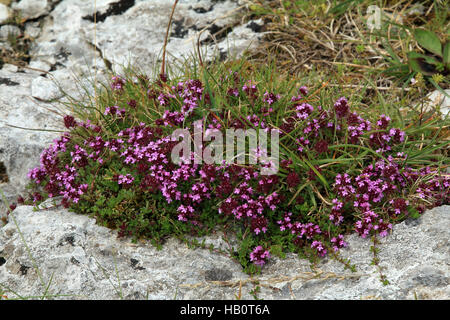 Thym à feuilles larges, Thymus pulegioides Banque D'Images