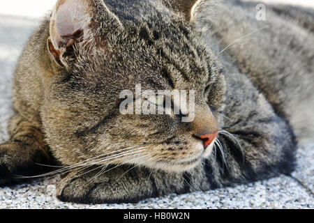 Gros chat gris. Banque D'Images