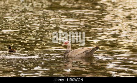 Le canard de Barbarie (Cairina moschata) avec canetons dans l'Eau, Lac à les hamacs, Kendall, Florida Banque D'Images