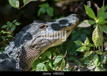 (Alligator mississippiensis) Alligator insistants, de Big Cypress National Preserve, en Floride Banque D'Images