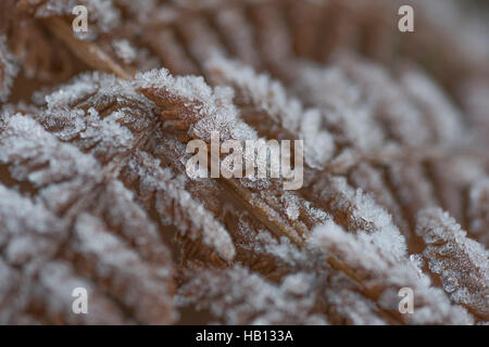 / Dépoli fern leaf congelé / fronde - métaphore visuelle pour concept d'hiver. Banque D'Images