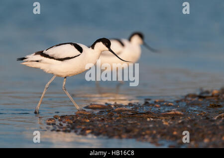 Avocette -Lac de Neusiedl, Autriche- Banque D'Images