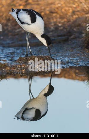 Avocette -Lac de Neusiedl, Autriche- Banque D'Images