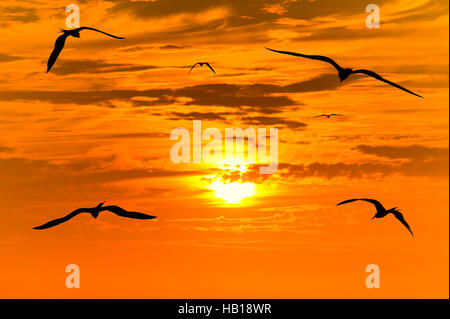 Coucher du soleil oiseaux battant silhouettes est volée d'oiseaux voler dans le surréaliste coloré coucher du soleil avec un blanc chaud soleil rougeoyant guidant le chemin. Banque D'Images