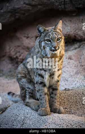 Le Lynx roux ; Arizona désert de Sonora Museum ; Carol Gray ; www.grayfoxxpixx.com ; Banque D'Images