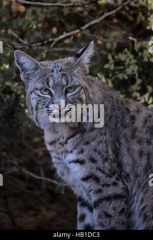 Le Lynx roux ; Arizona désert de Sonora Museum ; Carol Gray ; www.grayfoxxpixx.com ; Banque D'Images