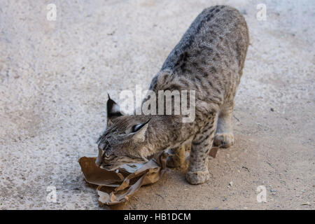 Le Lynx roux ; Arizona désert de Sonora Museum ; Carol Gray ; www.grayfoxxpixx.com ; Banque D'Images