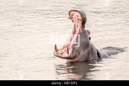 Hippopotame dans un lac le bâillement Banque D'Images