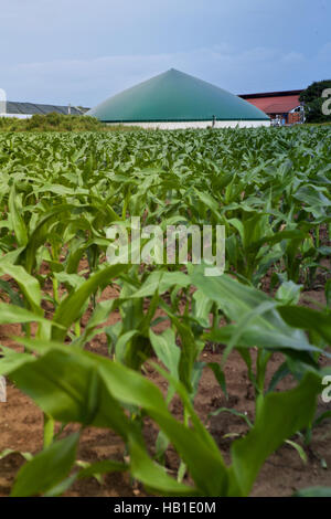 Biogaz plante dans un champ de maïs Banque D'Images