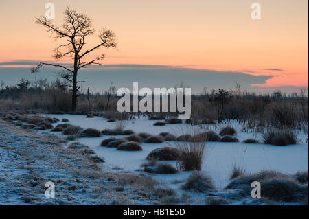 Marsh en Allemagne Banque D'Images