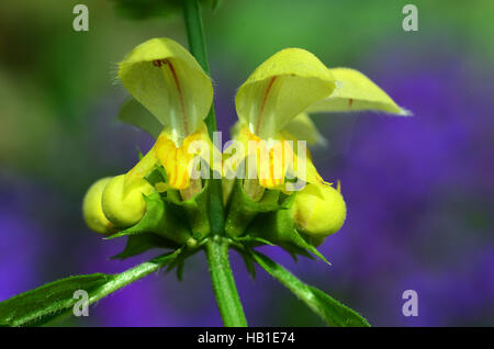 Golden deadnettle ; jaune ; fleurs ; l'archange Banque D'Images