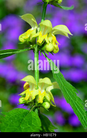 Golden deadnettle ; jaune ; l'archange Banque D'Images