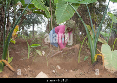 Femme africaine noire les terres agricoles dans les zones rurales du Cameroun Afrique de l'ouest de la terre d'excavation manual engagés dans le travail manuel Banque D'Images