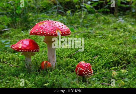 Agaric fly-in forest . Banque D'Images