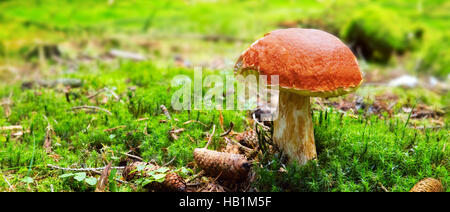 En champignons mousse verte. Banque D'Images