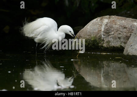 L'Aigrette garzette Banque D'Images