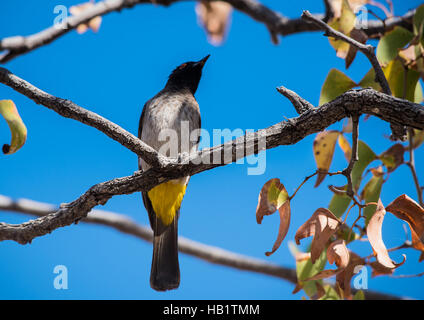 Red-eyed Bulbul africains (Pycnonotus nigricans) Banque D'Images