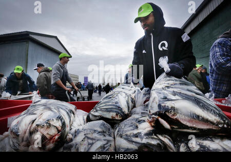 Richmond, Canada. 19Th Mar, 2016. Une aide bénévole le chargement des sacs de poissons durant l'activité de ventes de hareng à Richmond, Canada, le 3 décembre 2016. Les pêcheurs locaux se sont unis en faisant don du hareng fraîchement pêchés ils pour la sixième édition annuelle des pêcheurs d'aider les enfants atteints du cancer soirée de levée de fond. © Liang Sen/Xinhua/Alamy Live News Banque D'Images