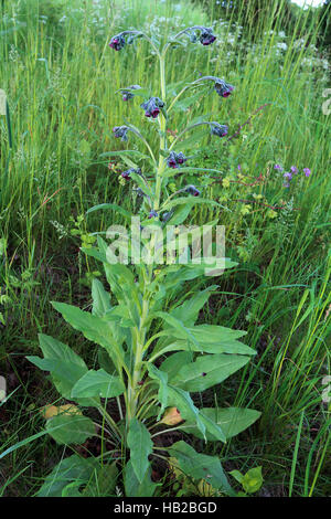 Houndstongue, Cynoglossum officinale Banque D'Images