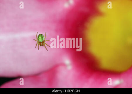 Green Spider de concombre, Araniella cucurbitina Banque D'Images