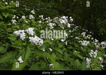 Lunaria rediviva, honnêteté vivaces Banque D'Images