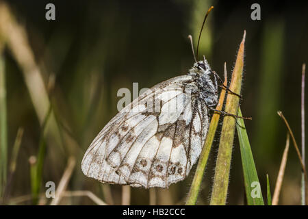 Western marbled white (Melanargia galathea) Banque D'Images