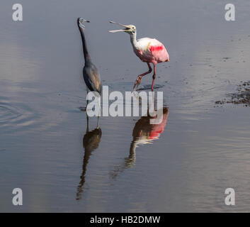 Roseate Spoonbill (Platalea ajaja) combats Aigrette tricolore (Egretta tricolor), Merritt Island National Wildlife Refuge, en Floride Banque D'Images