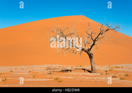 Camel Thorn Tree à sec, Dune 45, Sossusvlei, Désert du Namib, Namibie, Namib-Naukluft National Park Banque D'Images