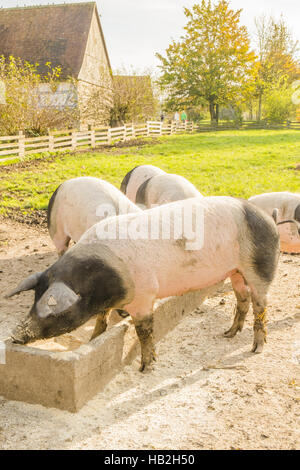 Les porcs de Souabe Banque D'Images