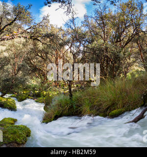 Rivière et forêt luxuriante près de Huaraz dans la Cordillère Blanche, Pérou Banque D'Images