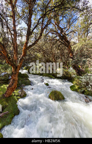 Rivière et forêt luxuriante près de Huaraz dans la Cordillère Blanche, Pérou Banque D'Images