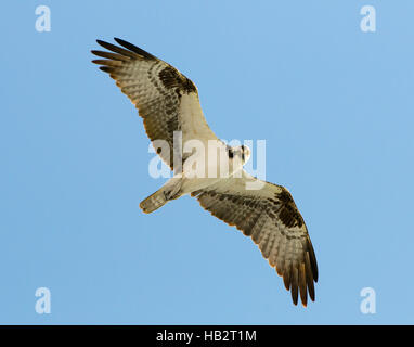 Balbuzard pêcheur (Pandion haliaetus) en vol Banque D'Images