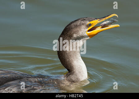 Double juvénile Cormoran à aigrettes (Phalacrocorax auritus) avec le poisson sur le point d'être avalés Banque D'Images