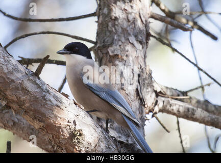 Pie ibérique / Azure-winged Magpie Banque D'Images