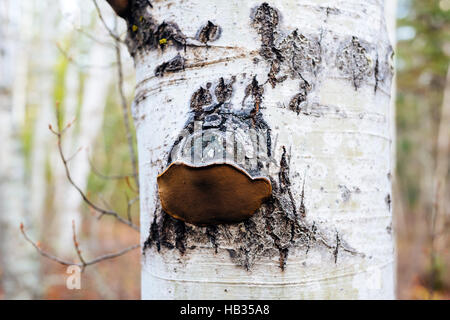 Un polypore champignons sur un bouleau près de Clearwater, Colombie-Britannique, Canada Banque D'Images