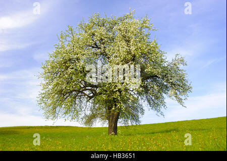 Blooming apple tree, au printemps Banque D'Images