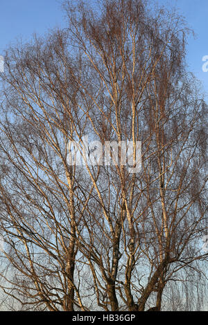 Birch Tree in spring, Betula Banque D'Images