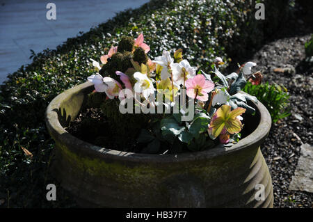 Helleborus niger, l'hellébore, dans un pot Banque D'Images