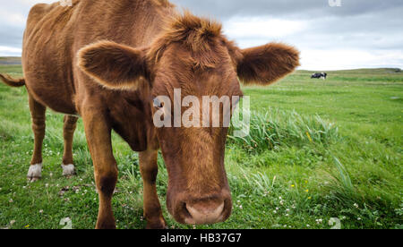 Close up of Jersey dans l'herbe avec la tête baissée, regardant la caméra. Banque D'Images