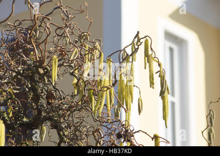 Corylus avellana contorta, tire-bouchon hazel Banque D'Images