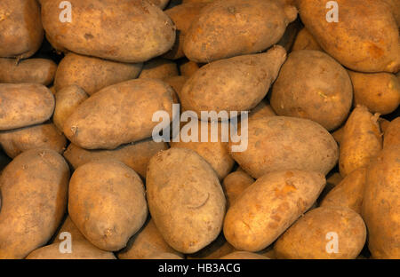 Pomme de terre, Solanum tuberosum, Banque D'Images