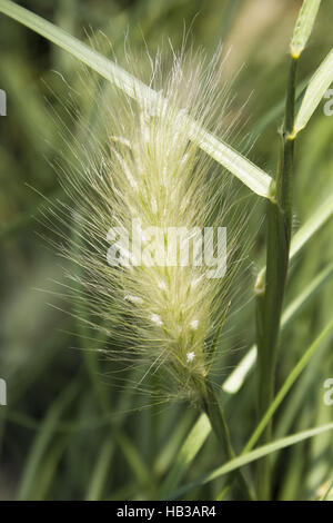 Pennisetum Banque D'Images