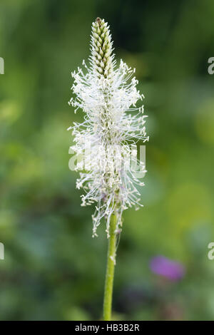 Ribgrass, Plantago lanceolata Banque D'Images