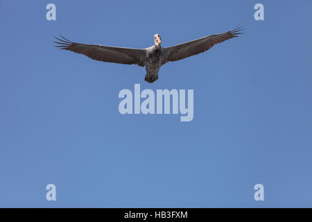 Pélican brun Pelecanus occidentalis, Banque D'Images