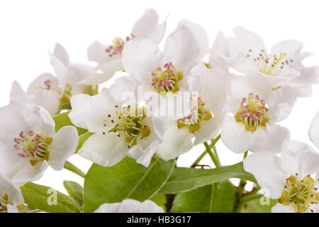 Poirier en fleurs isolées Banque D'Images