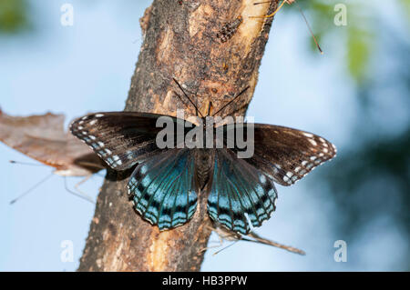 Purple butterfly rouge Banque D'Images