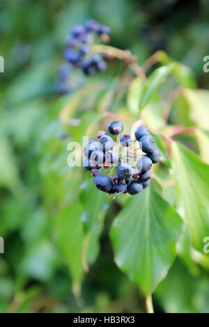 Les baies du lierre, Hedera helix Banque D'Images