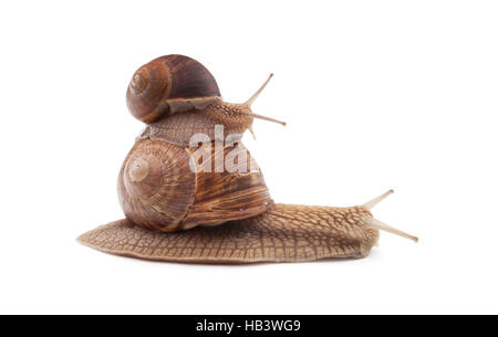 Deux escargots isolé sur fond blanc Banque D'Images